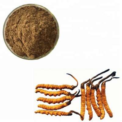 Top Quality and Competitive Price Cordyceps Sinensis Powder for Premature Ejaculation Treatment