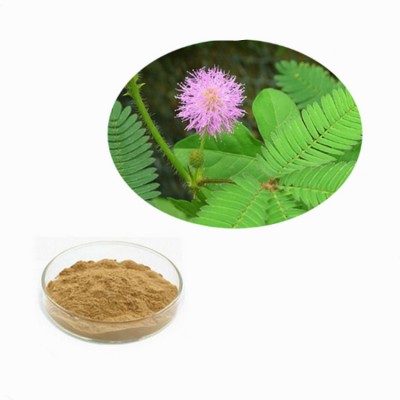 Chinese Herbal Medicine Mimosa Hostilis Powder